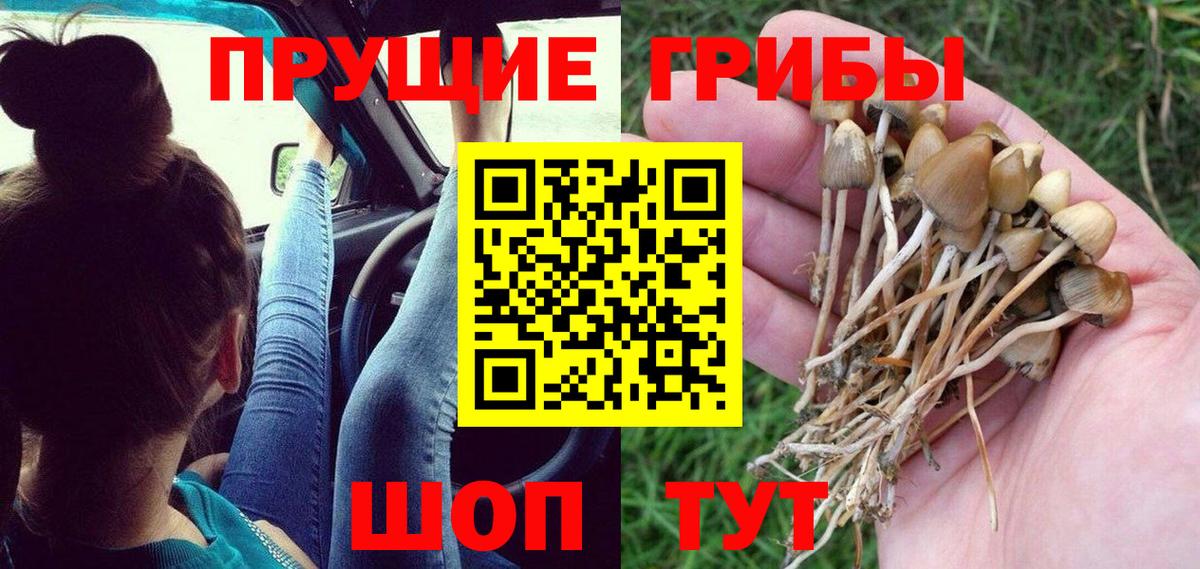 Галлюциногенные грибы Psilocybe Санкт-Петербург